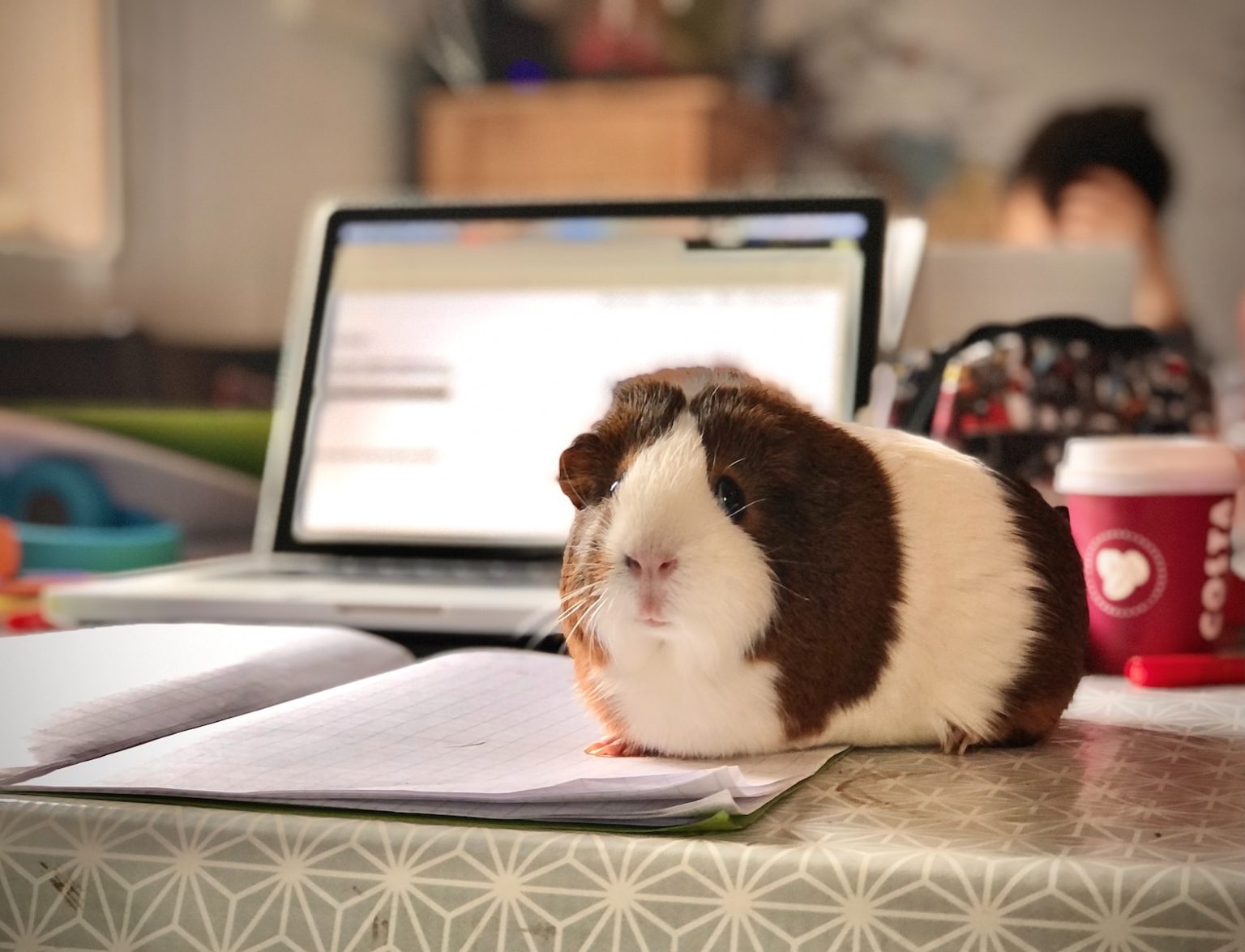 white and brown guinea pig on white paper