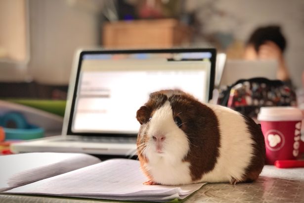 white and brown guinea pig on white paper