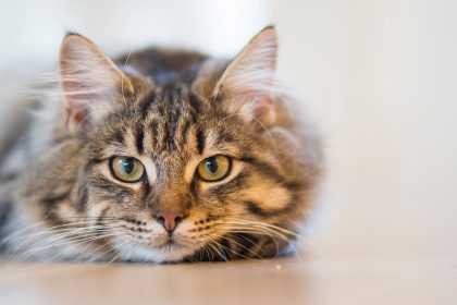 Silver Tabby Cat Lying on Brown Wooden Surface