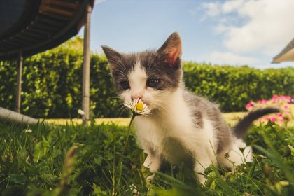 White and Grey Kitten Smelling White Daisy Flower