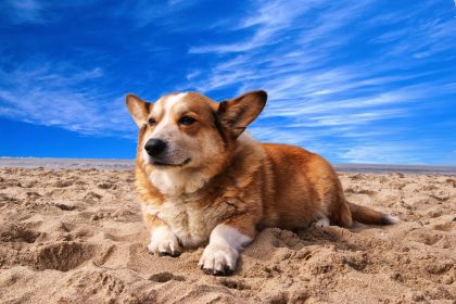 Pembroke Welsh Corgi Lying on the Sand Under White Cloud Blue Sky