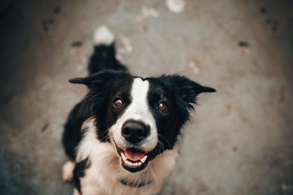 Black And White Dog