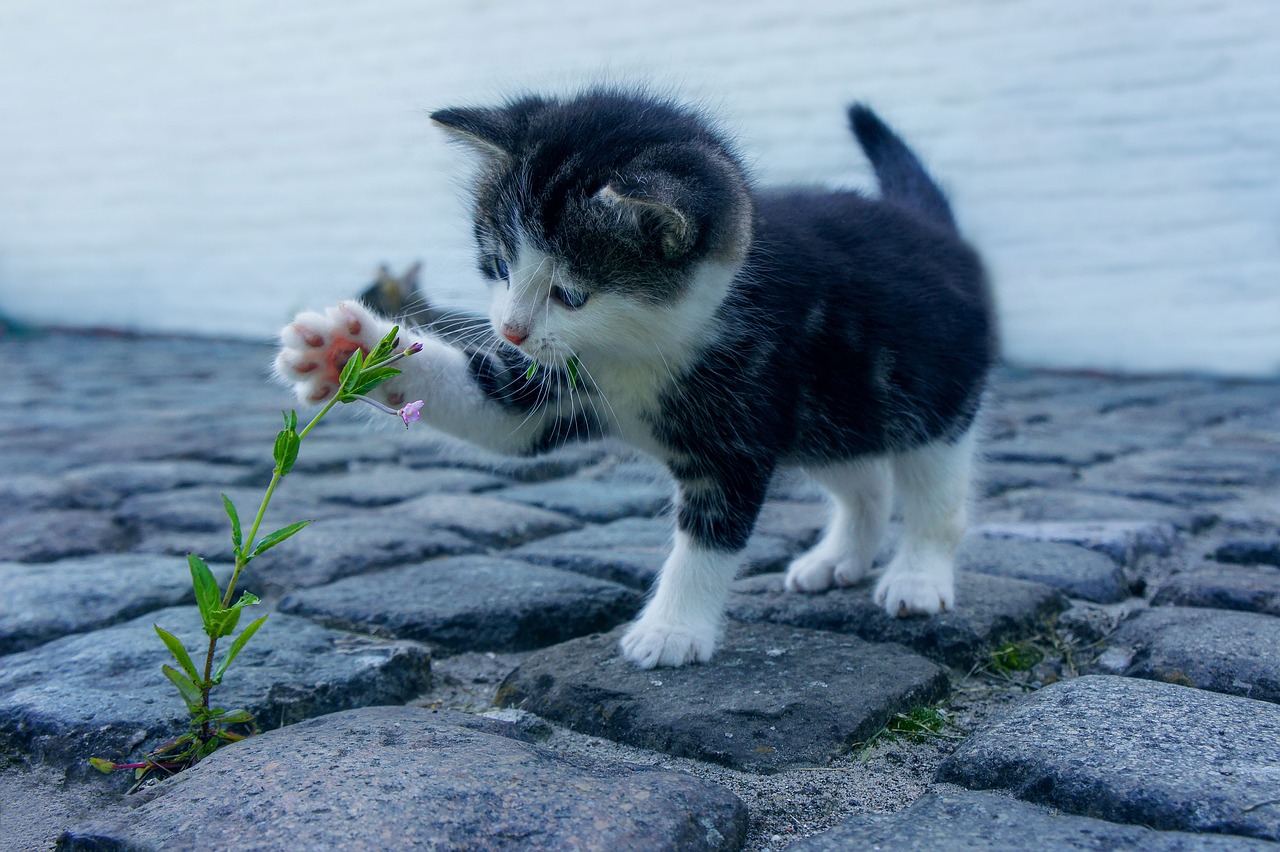 cat, flower, animal