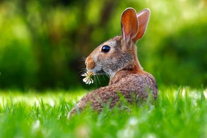 Close-up of an Animal Eating Grass