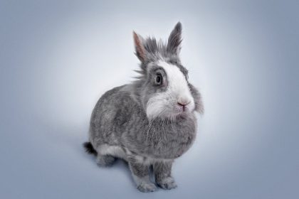 Gray Rabbit