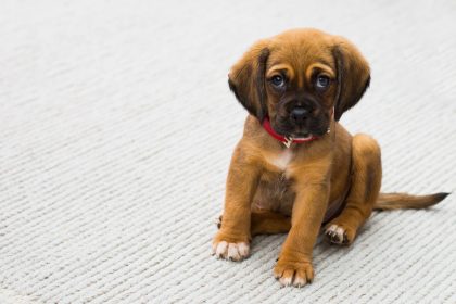 Brown and Black German Shepherd Puppy Sitting on Gray Textile