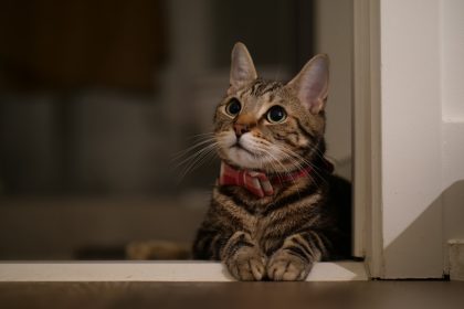 brown tabby cat on white wooden table