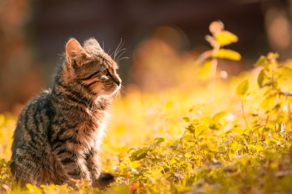 Tabby Kitten Sitting on the Grass