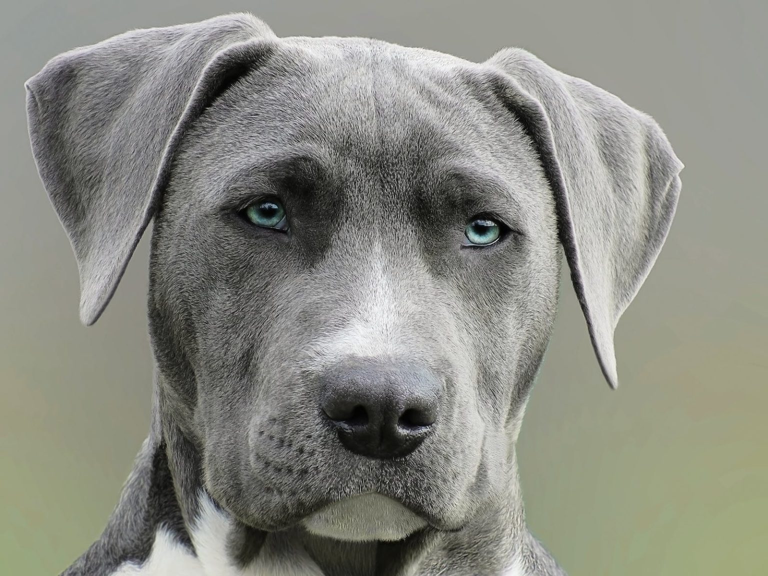 Close Up Photography of Adult Black and White Short Coat Dog