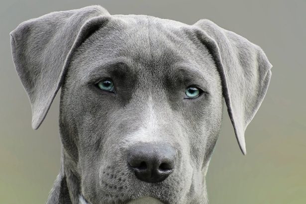 Close Up Photography of Adult Black and White Short Coat Dog