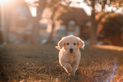 yellow Labrador puppy running on field