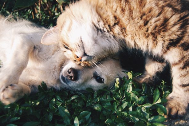 white dog and gray cat hugging each other on grass