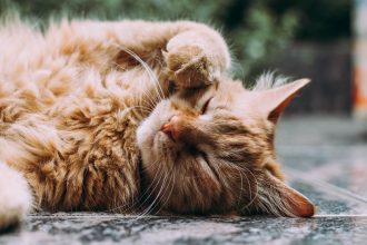 orange Persian cat sleeping