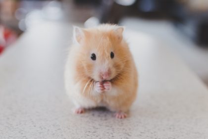 selective focus photography of brown hamster