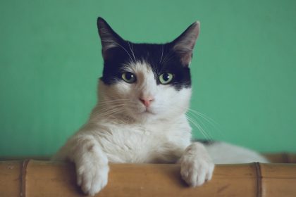 black and white cat lying on brown bamboo chair inside room