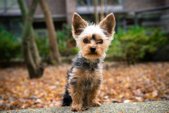 black and tan yorkshire terrier puppy on ground during daytime