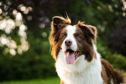 close-up photography of adult brown and white border collie