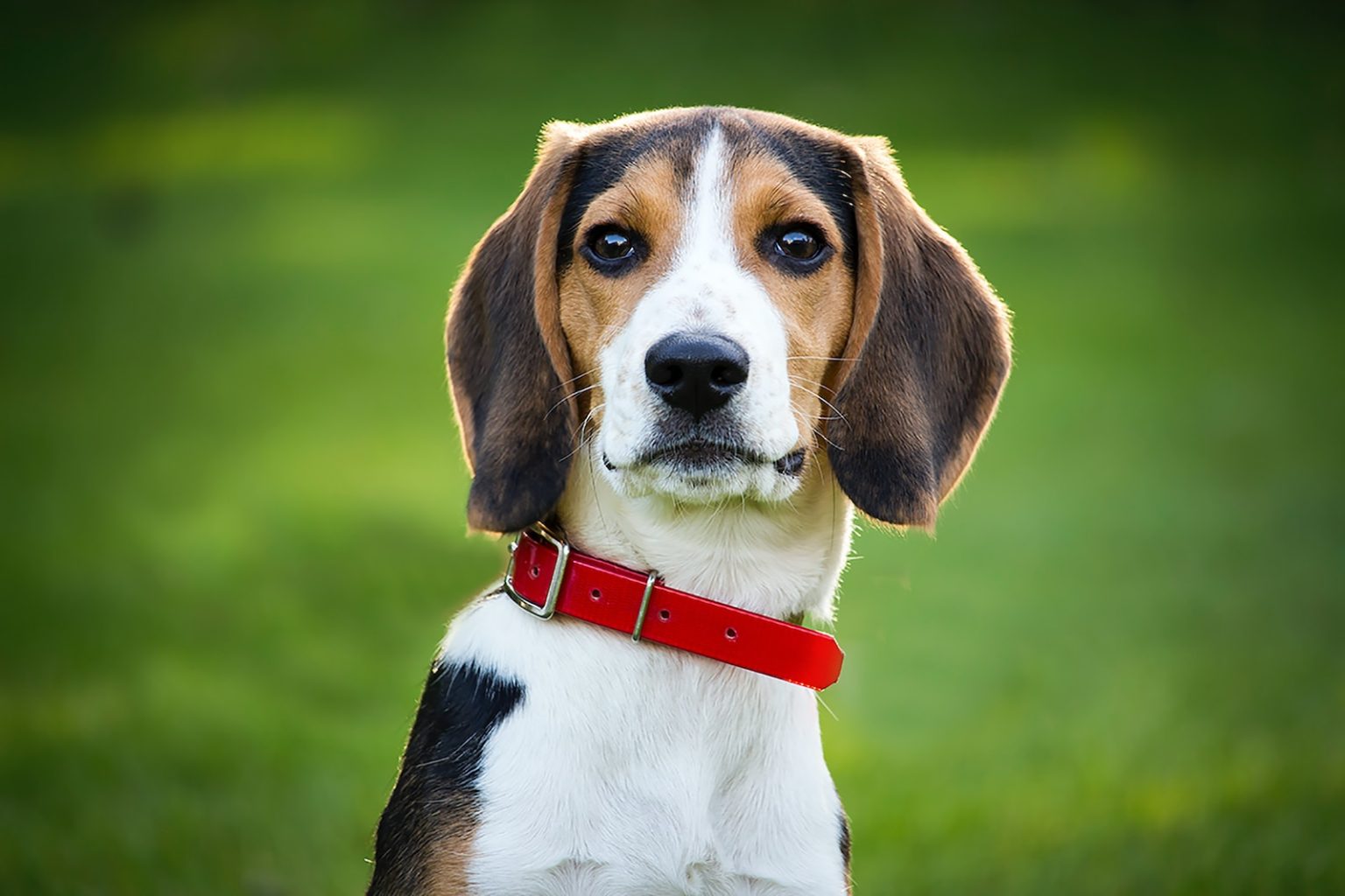 shallow focus photo of short-coated white, brown, and black dog