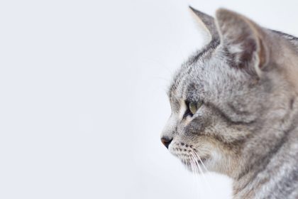 gray and white tabby cat with white background