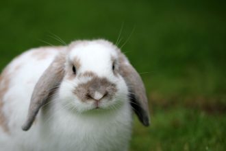 white and brown rabbit on green grass