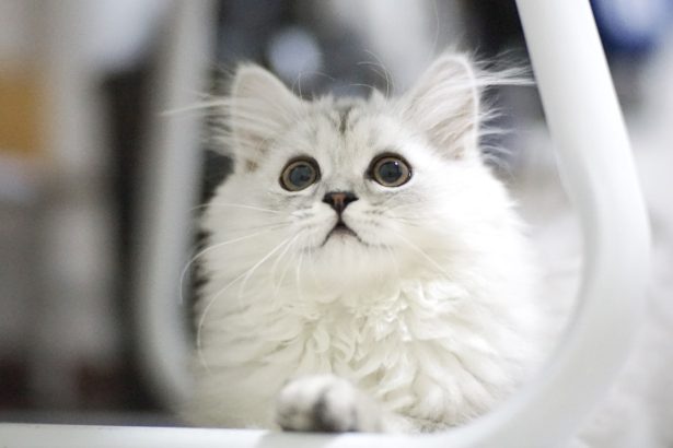 white Persian cat