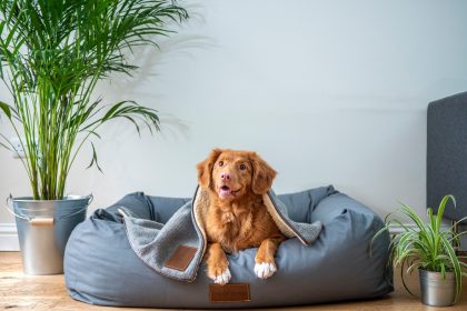 brown short coated dog on gray couch