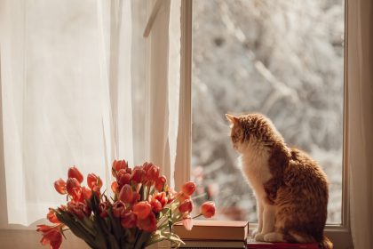 orange tabby cat on black book