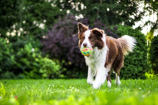 brown and white dog on grass